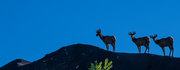 Three deer standing on a ridge against a clear blue sky.