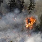 Forest fire in B.C.