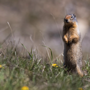 A squirrel stands on hind legs in a grassy field with scattered yellow flowers.