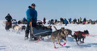 Dog sledding race on snowy terrain with musher guiding a team of dogs, spectators in the background.