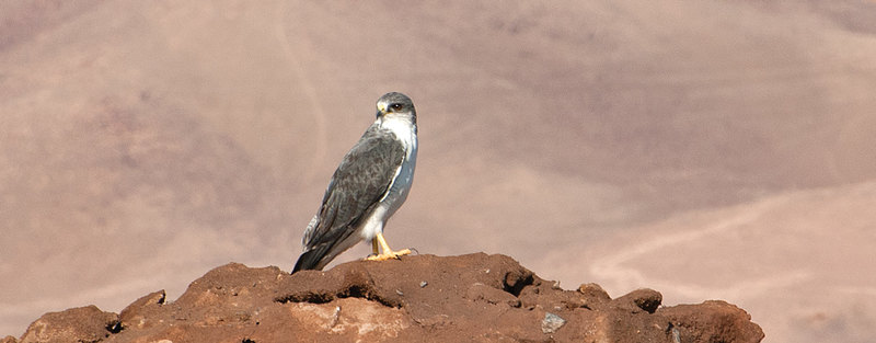 A peregrine falcon standing on a rock in a desert landscape.
