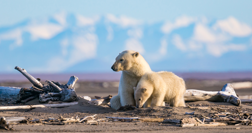 Polar bear and cub on beach with snowy mountains in the background.