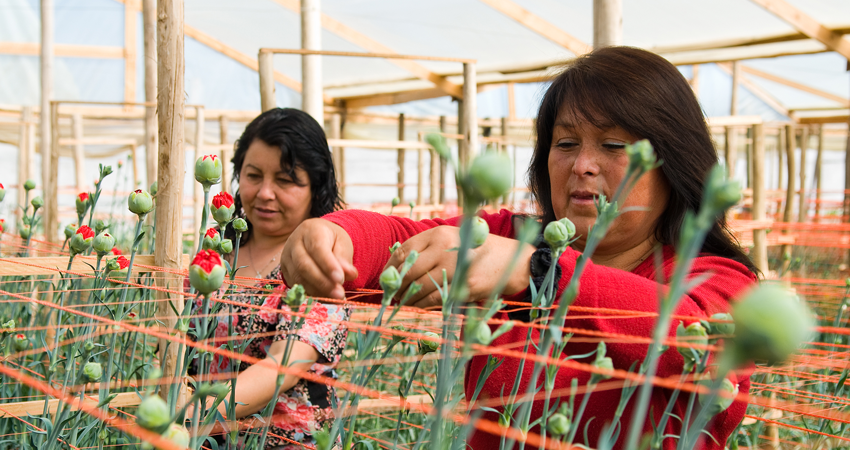 Two women tending to flowers in a greenhouse with orange netting for support.