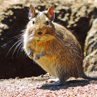 Safe Haven – Protecting Vulnerable Species in Chile