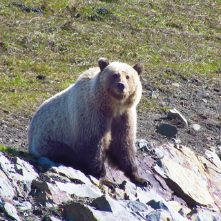 Protecting Grizzly Bears near our Cardinal River Operations
