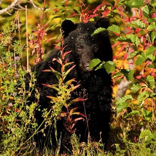 Biodiversity Balance: Measuring our Net Positive Impact
