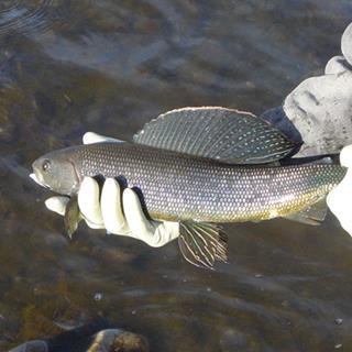 Catch and Relocate Fish Program at Red Dog